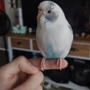 per0xide-princes avatar