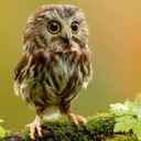 perceweatherby avatar