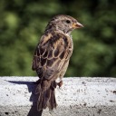 perchingpasserine avatar