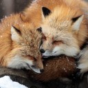 percysfoxblog avatar