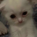 percytheboykisser avatar