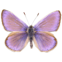 perdidaemmimmesma avatar