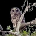 perequativemou avatar