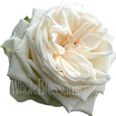 perfectamentenormal avatar