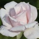 perfectangelgirly avatar