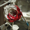 perfectionallowed avatar