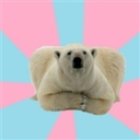 perfectionistpolarbear avatar