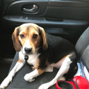 perfectlyatpeace avatar