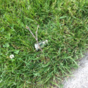 perfectmagazinewolf avatar