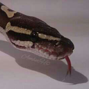 perfectpythons-blog avatar