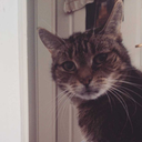 perfectturtletree avatar