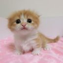 perfume-princess avatar