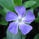 periwinckles avatar