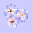 periwinkle-and-violets avatar