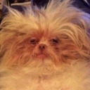 periwinkleandiris avatar