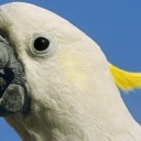 periwinkleparrots avatar