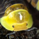 perkiejazz-2132 avatar