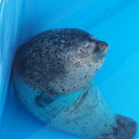 perksofpatrick avatar