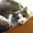 perlachanblog avatar