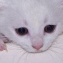 perplexedgirl avatar