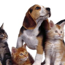 perros-y-gatos avatar