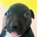 perrosauriorexxd avatar