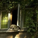 perry-platypus-loves-me avatar