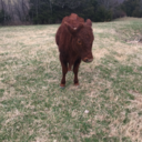 perrydiselife avatar