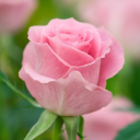 perryjackpott avatar