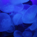 perseeeeeeeeee avatar