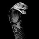 persephonecurse-blog avatar