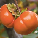 persimmonpolliwog avatar