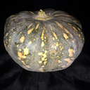 persistentpumpkin avatar