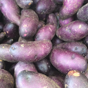 persistentpurplepotato avatar