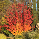 personal-scientist avatar