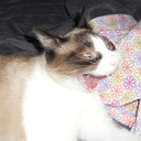 personalpurgatory avatar