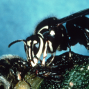 perverted-entomologist avatar