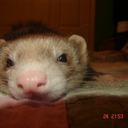 pervertedpolecat avatar