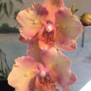 pescadito-dorado avatar