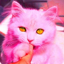 peshugadelposho-blog avatar