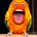 peskybirdscollective avatar