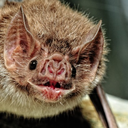 pessimisticpeanut avatar