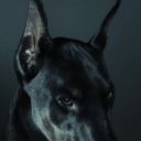 petalialvento avatar