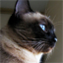 petcareawareness avatar