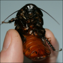 petcockroaches avatar