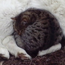 petemcvries23 avatar