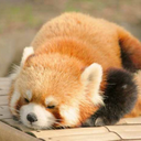 peter-pan-the-panda avatar