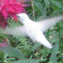 peter-rabbit-esque avatar