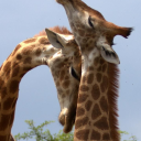 peterpangolin avatar