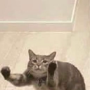 peterquillsadillas avatar